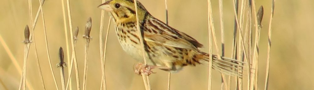 Henslow's Sparrow