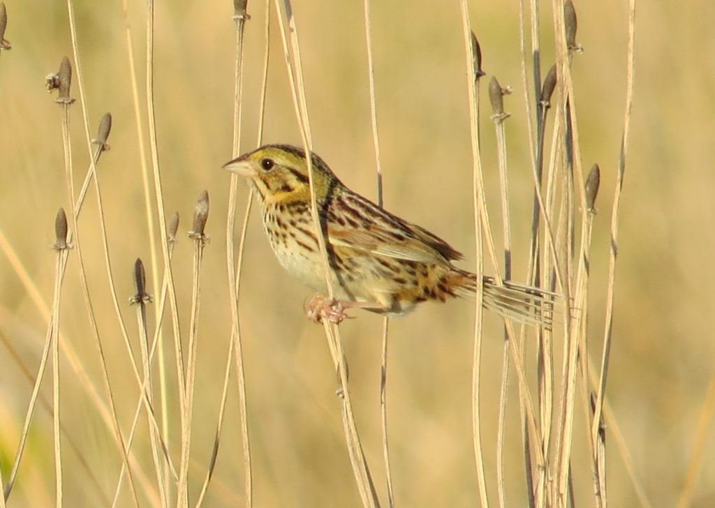 Henslow's Sparrow