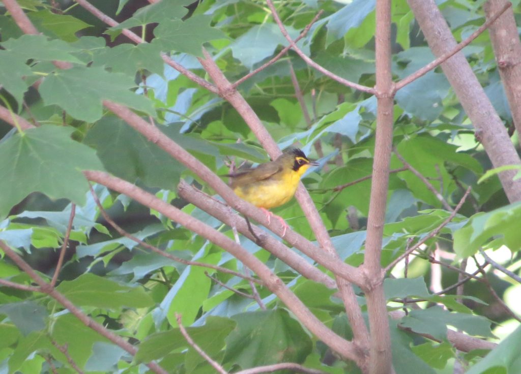 Kentucky Warbler