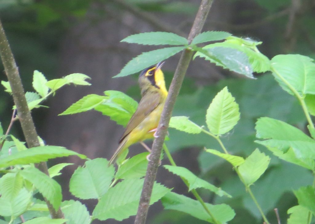 Kentucky Warbler