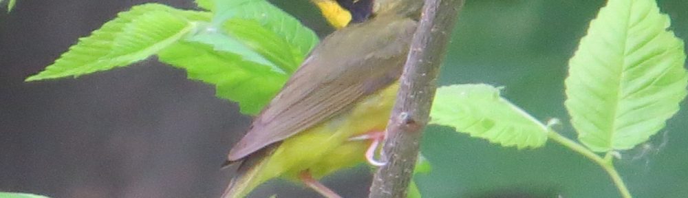 Kentucky Warbler