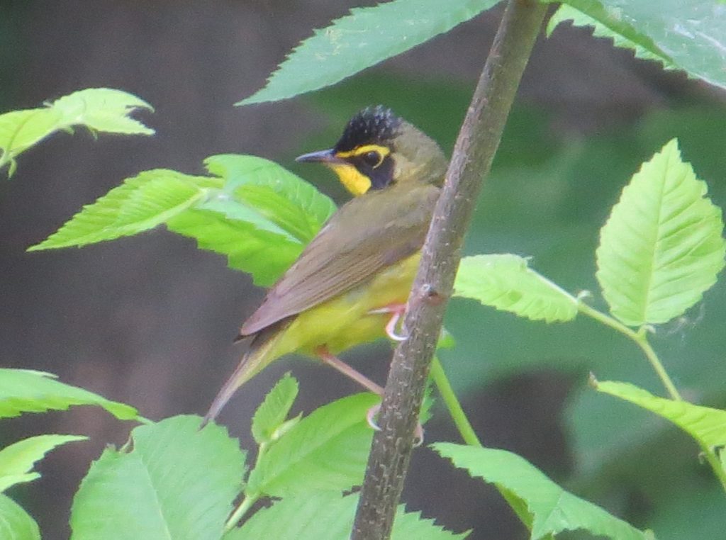 Kentucky Warbler