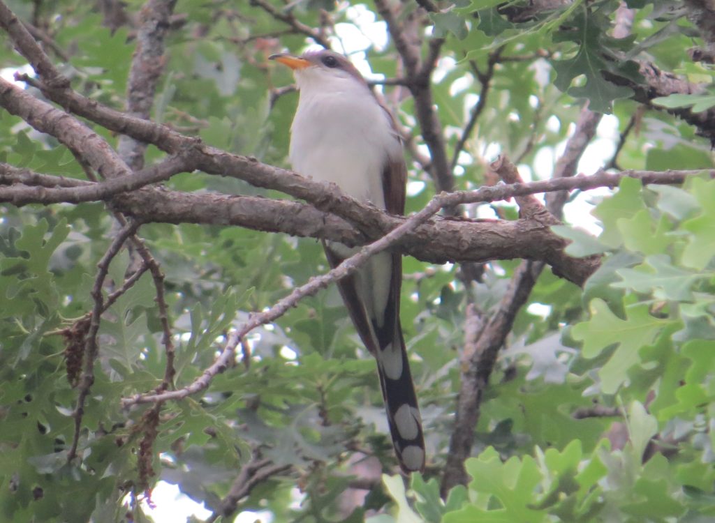 Yellow-billed Cuckoo