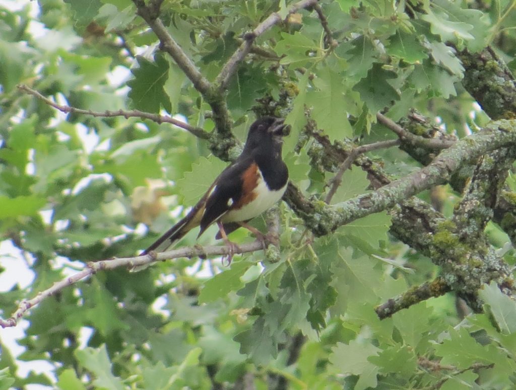 Eastern Towhee