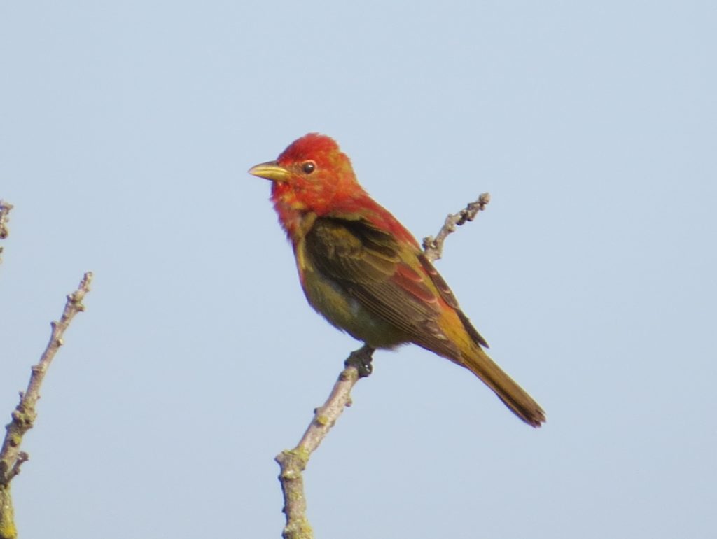 Summer Tanager