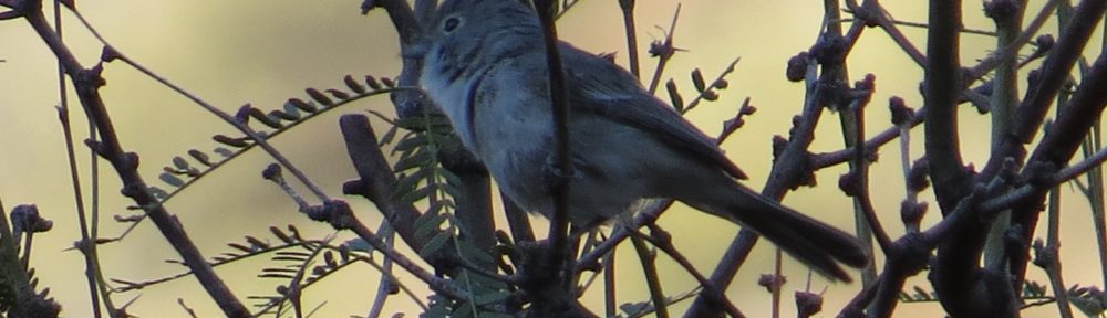 Gray Vireo