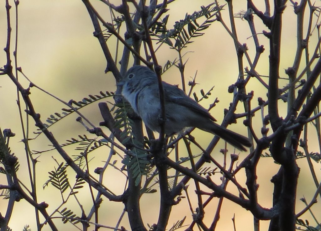 Gray Vireo