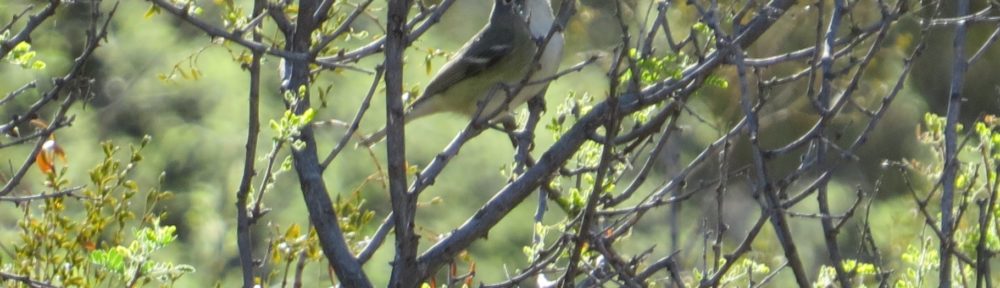 Cassin's Vireo