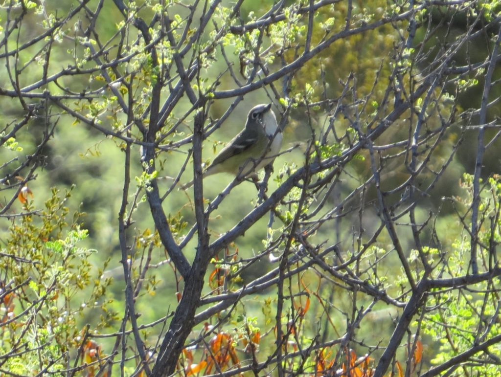 Cassin's Vireo