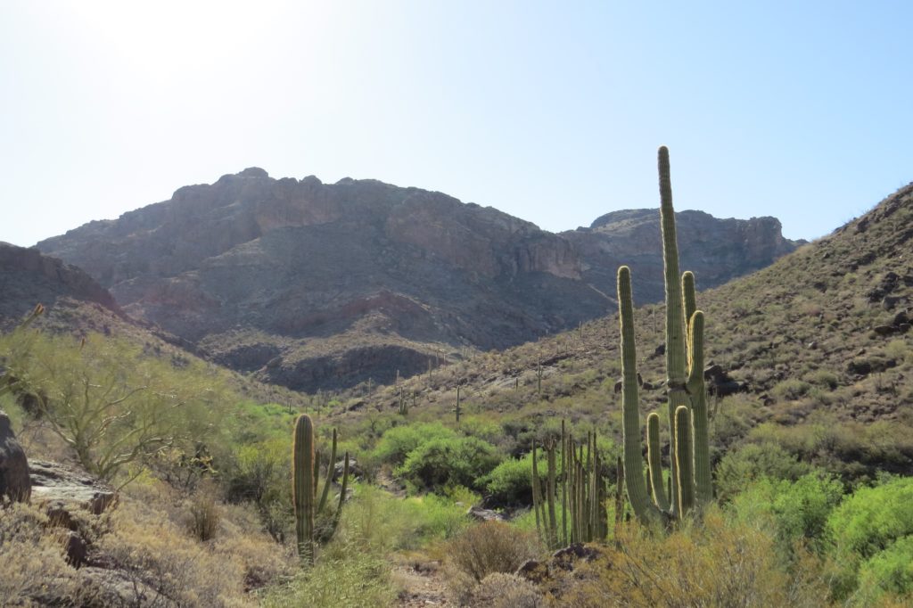 Alamo Canyon, Organ Pipe National Monument