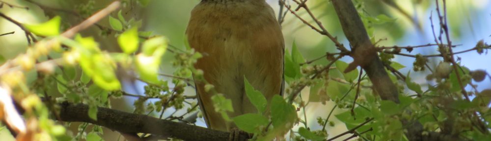 Rufous-backed Robin