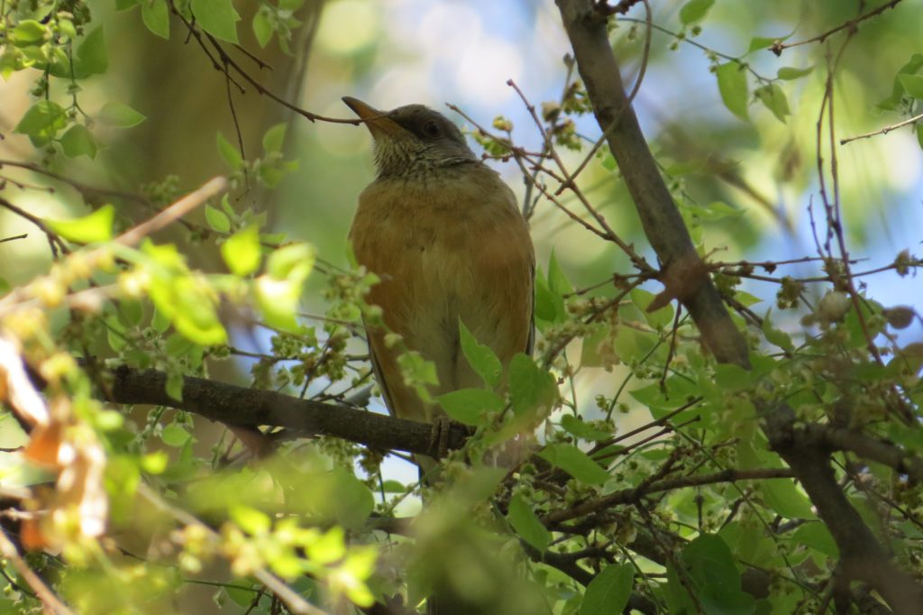 Rufous-backed Robin