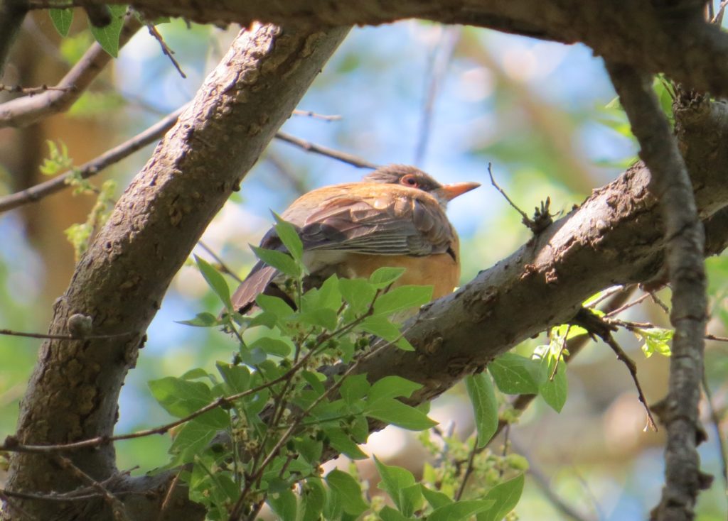 Rufous-backed Robin