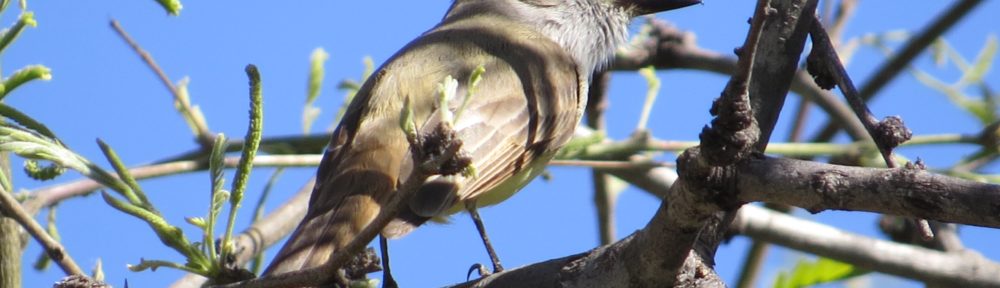 Dusky-capped Flycatcher