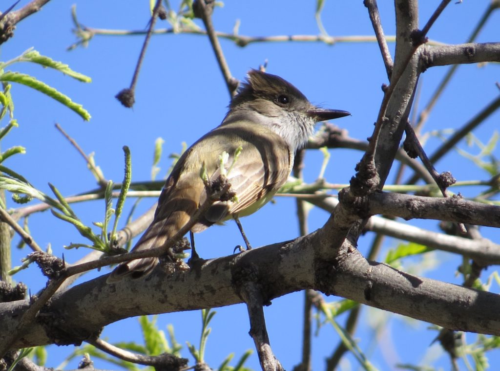 Dusky-capped Flycatcher