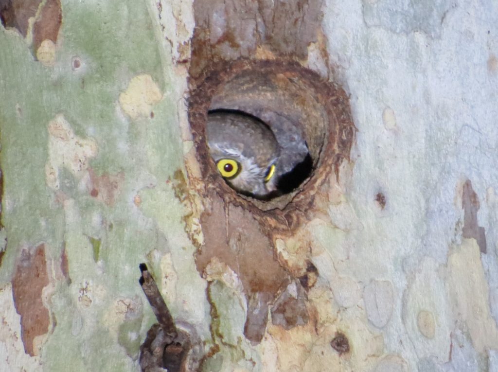 Elf Owl