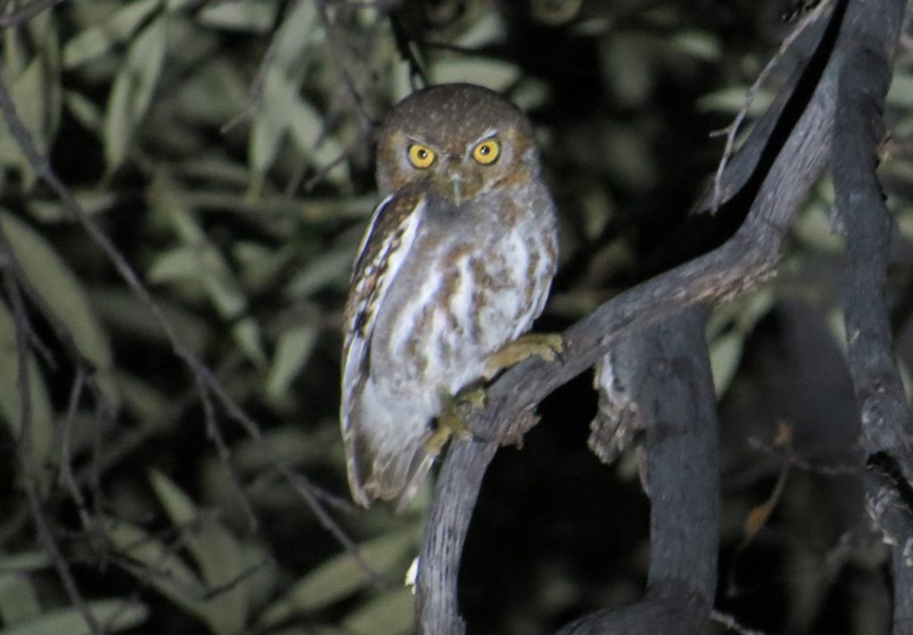 Elf Owl