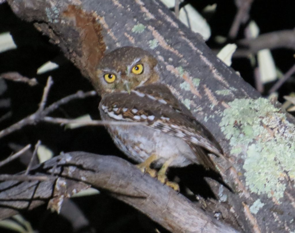 Elf Owl