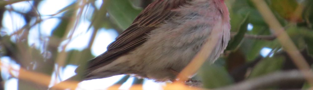 Cassin's Finch