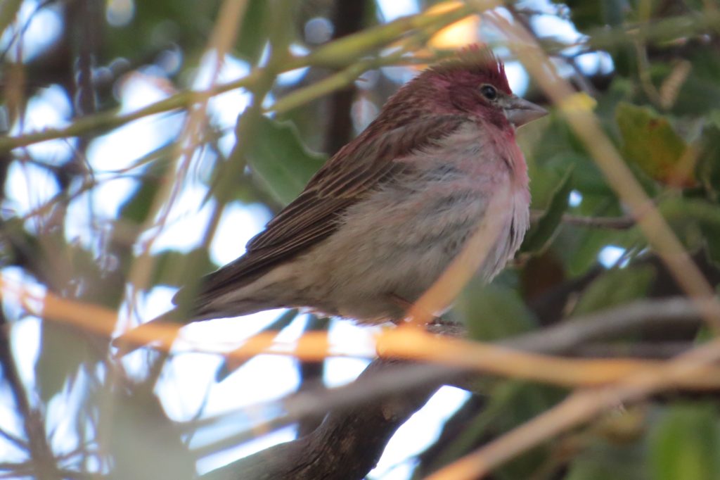 Cassin's Finch