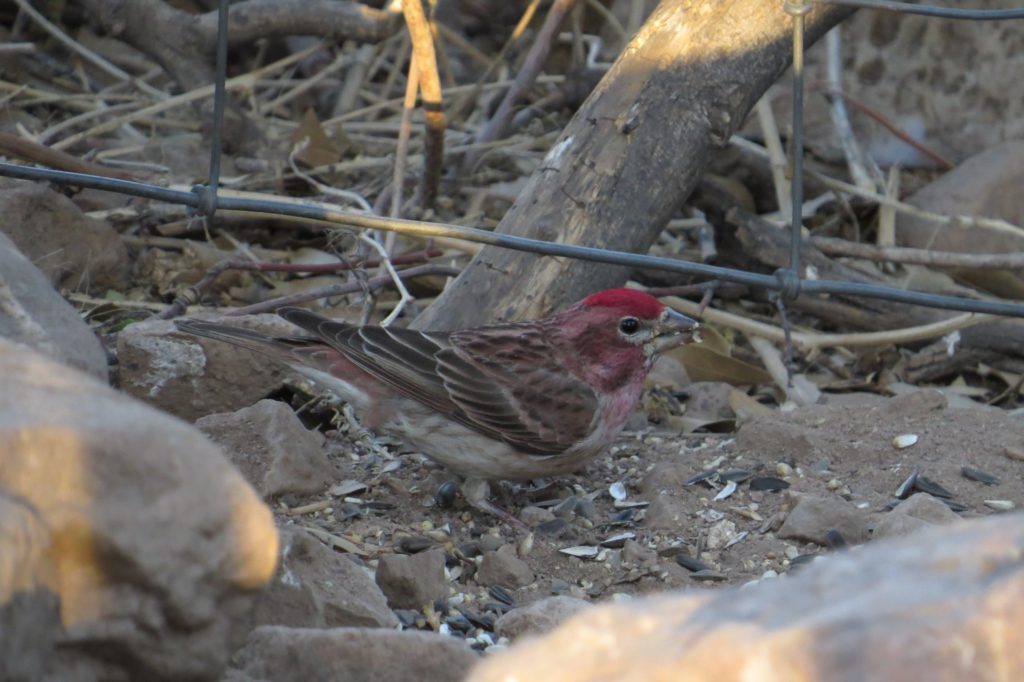 Cassin's Finch