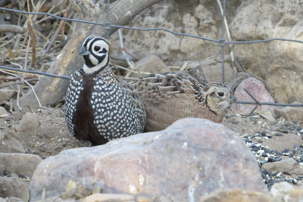 Montezuma Quail