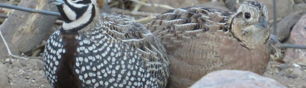 Montezuma Quail