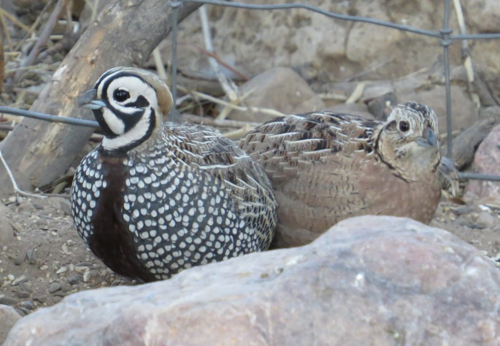 Montezuma Quail