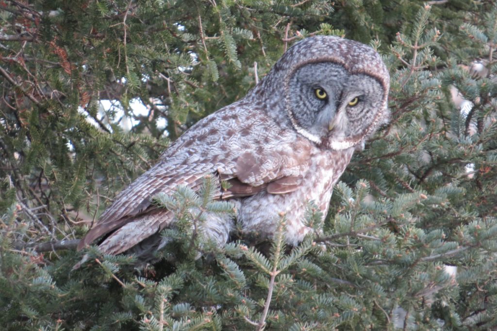 Great Gray Owl