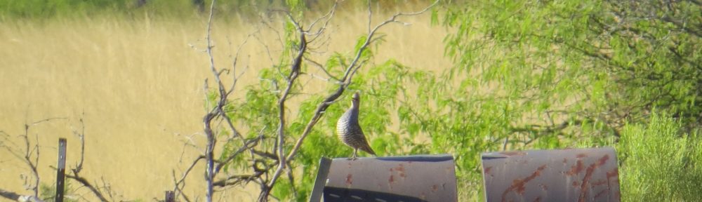 Scaled Quail