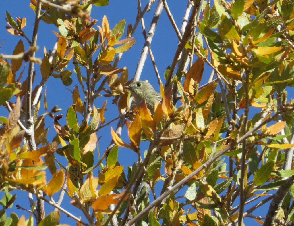 Hutton's Vireo