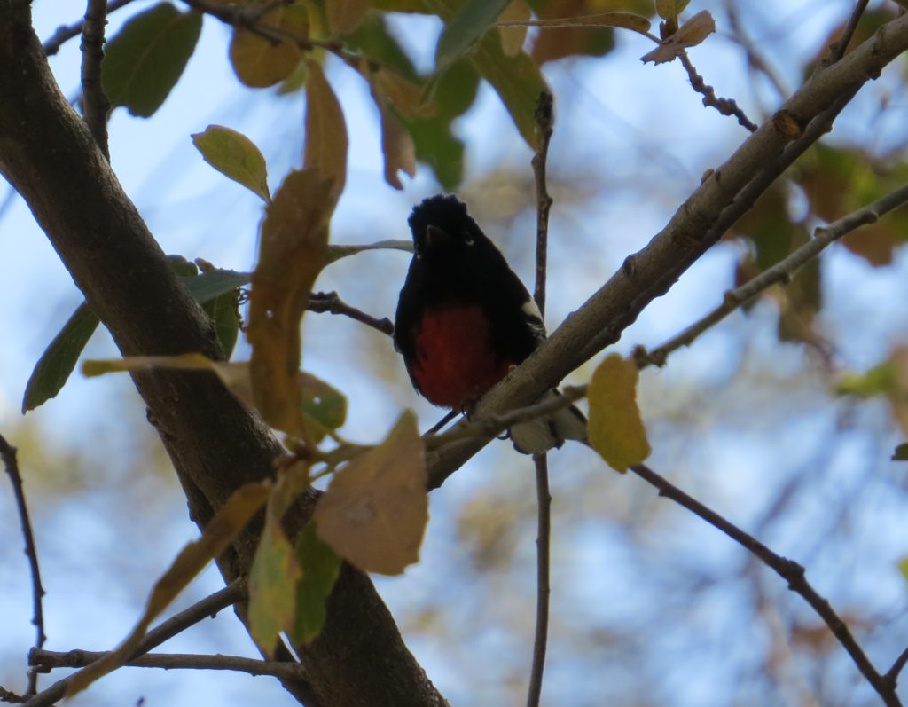 Painted Redstart