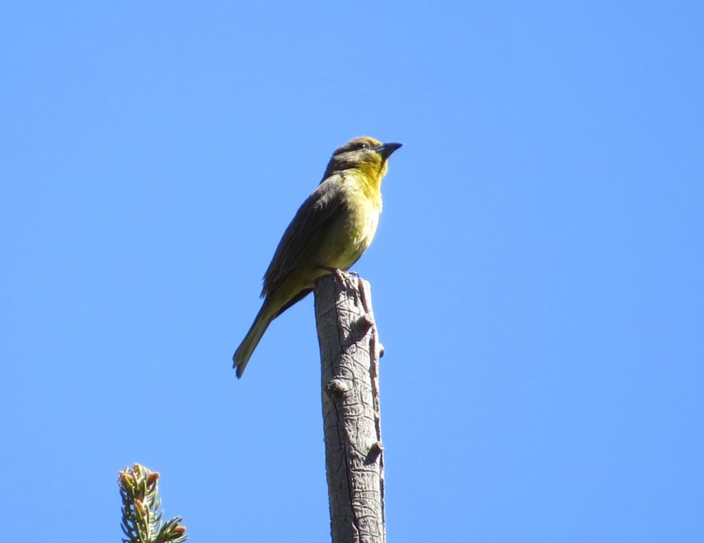 Hepatitic Tanager