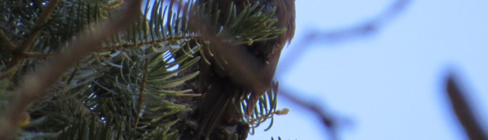 Arizona Woodpecker