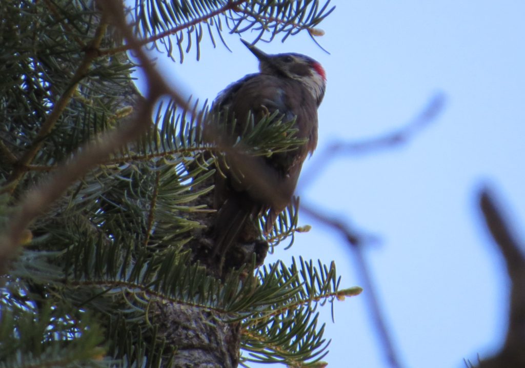 Arizona Woodpecker