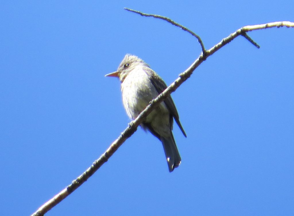 Greater Pewee