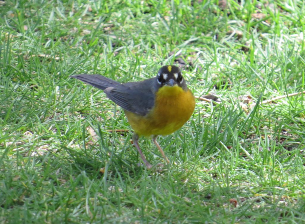 Fan-tailed Warbler