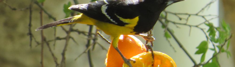 Scott's Oriole