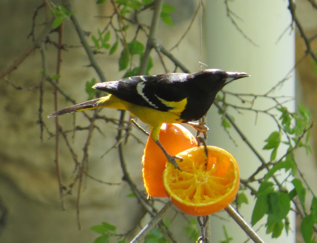 Scott's Oriole