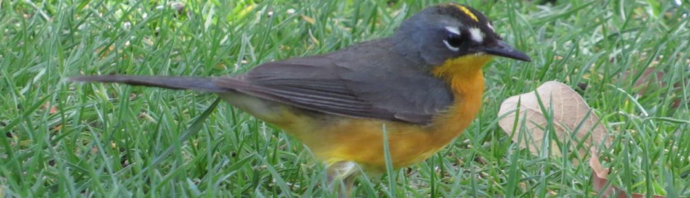 Fan-tailed Warbler