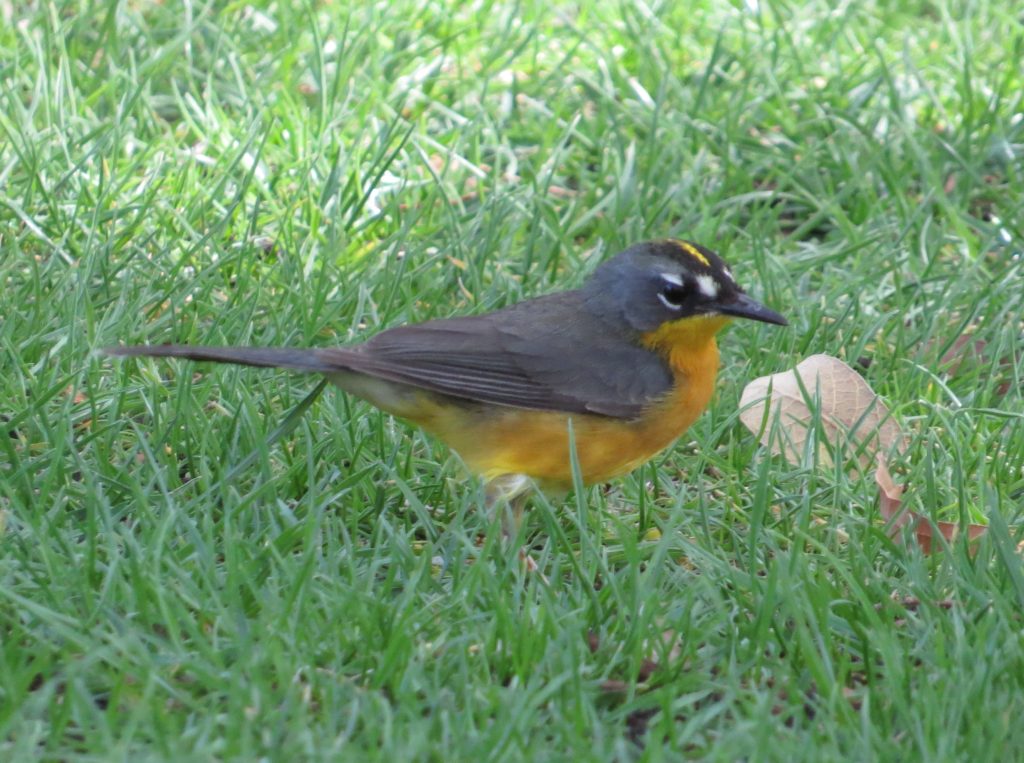 Fan-tailed Warbler