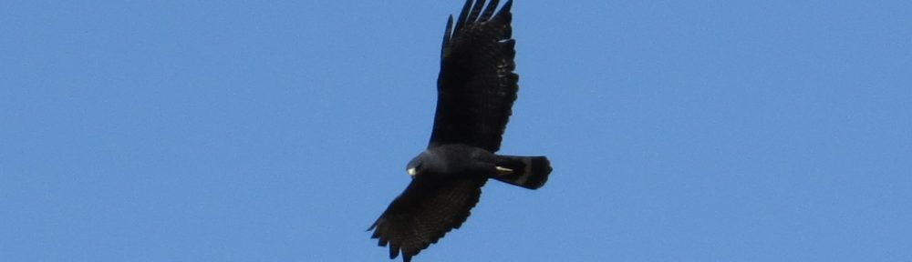 Zone-tailed Hawk