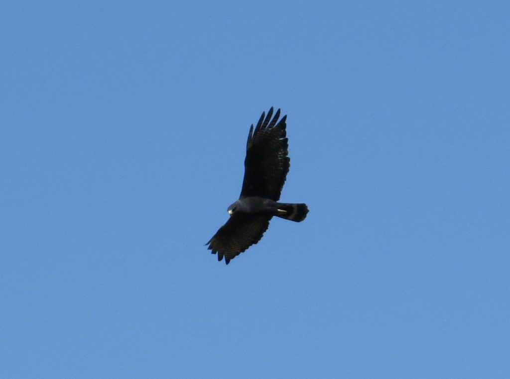 Zone-tailed Hawk