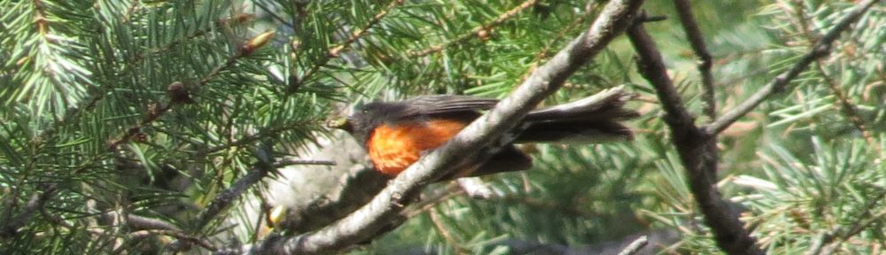 Slate-throated Redstart