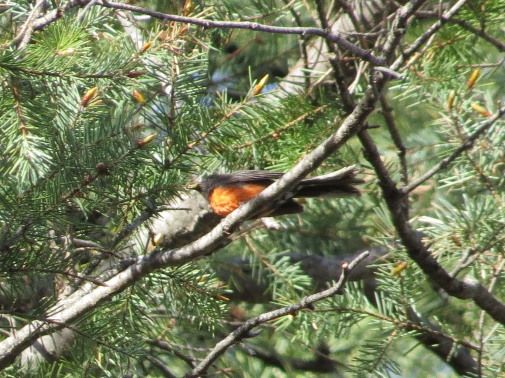 Slate-throated Redstart