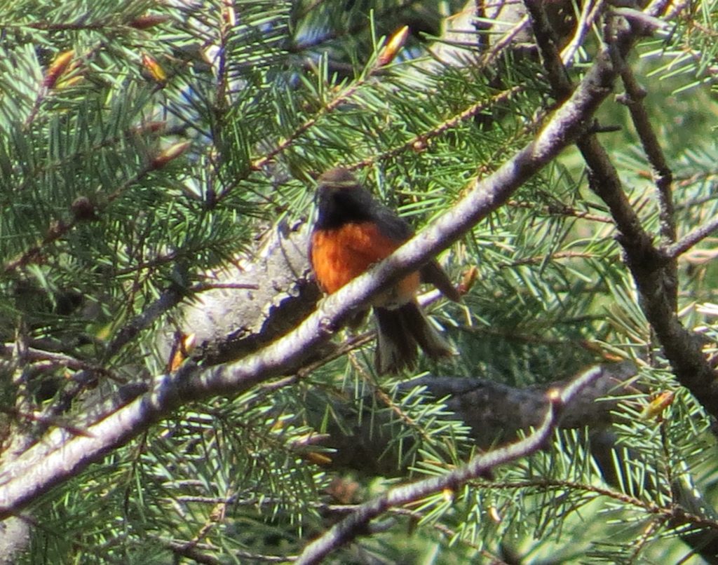 Slate-throated Redstart