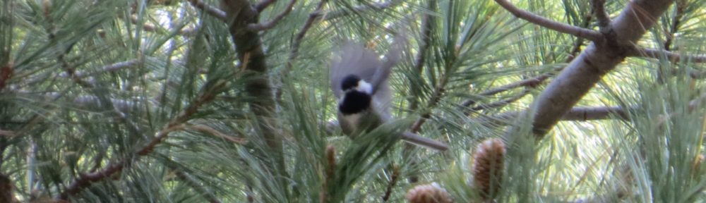 Mexican Chickadee