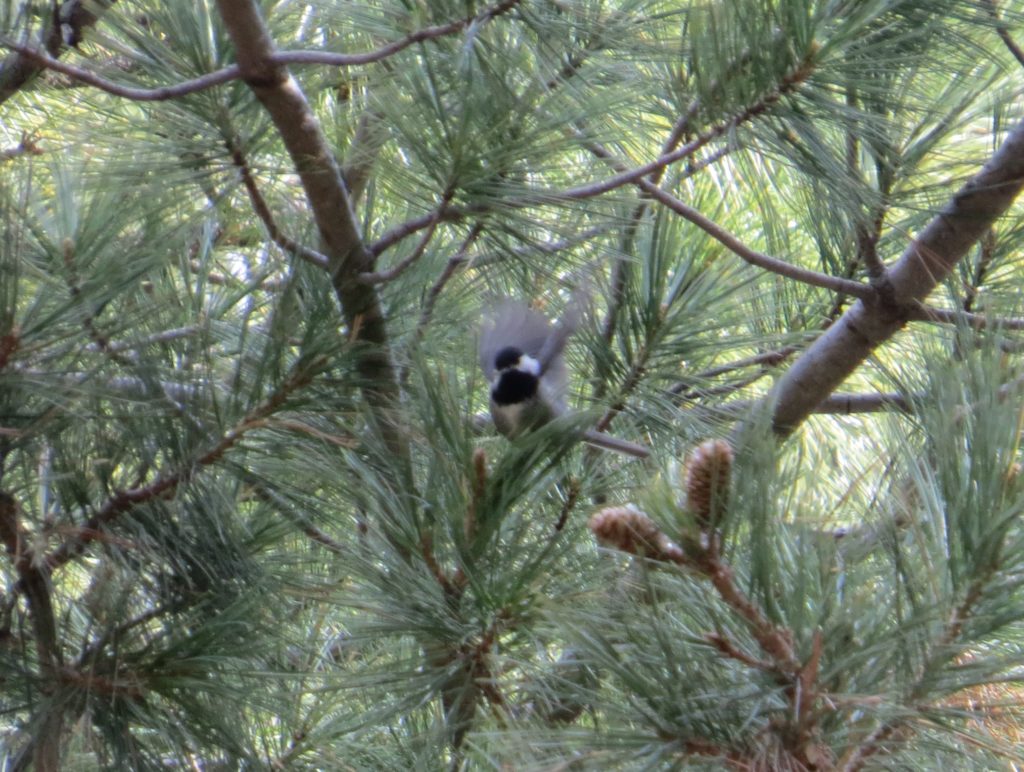 Mexican Chickadee