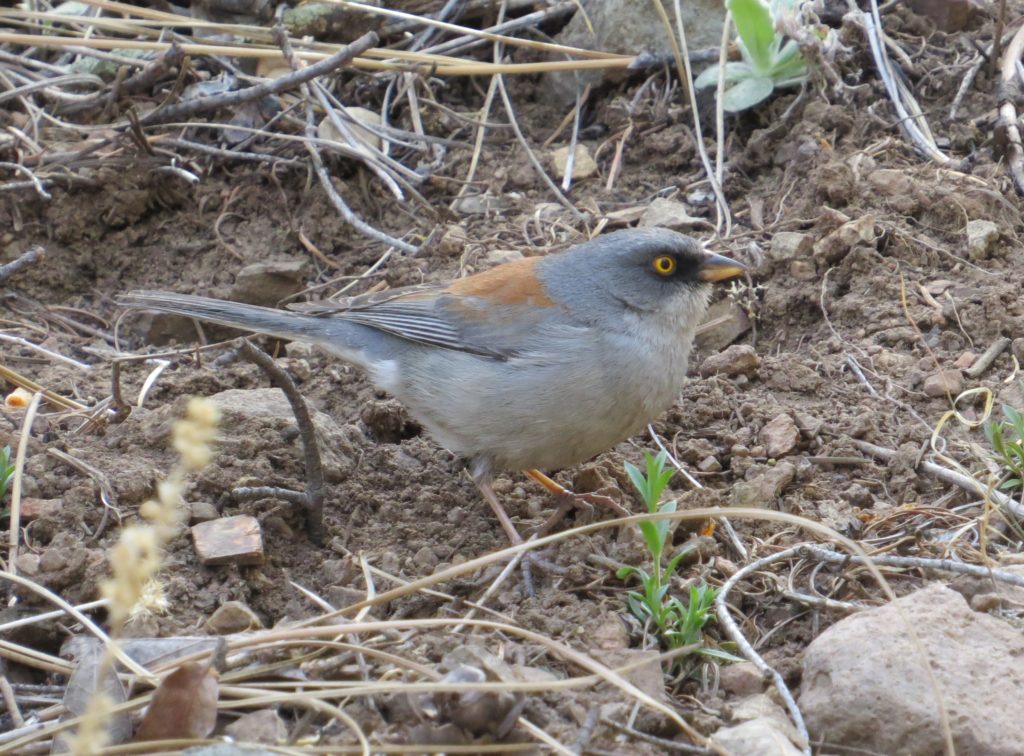 Yellow-eyed Junco