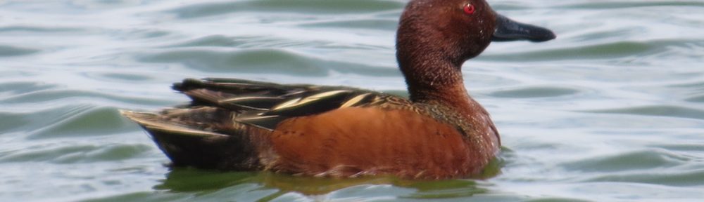 Cinnamon Teal